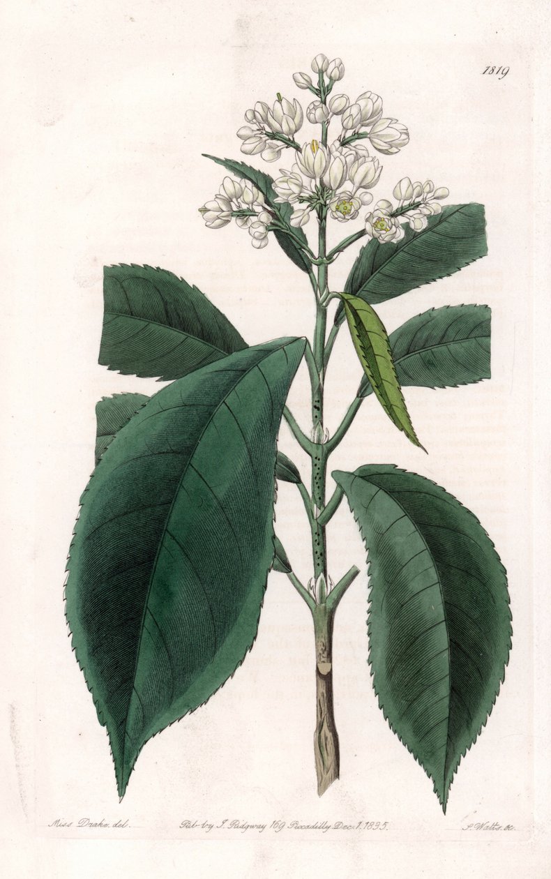 Turpinia Variete - Tallrik graverad av S.Watts, från en illustration av Sarah Anne Drake (1803-1857), från Botanical Register of Sydenham Edwards (1768-1819), England av Sydenham Teast Edwards