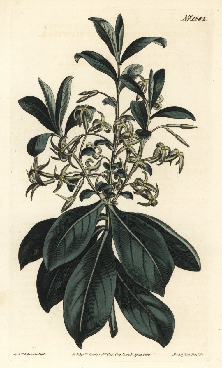 Tvillingblommig daphne, Daphne pontica. Handkolorerad kopparstick av F. Sansom Jr. efter en illustration av Sydenham Edwards från William Curtis