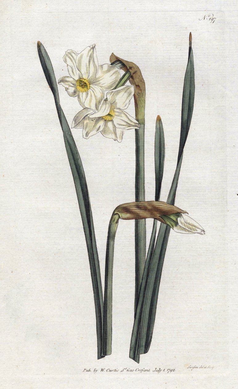 Tvåblommig narcissus - Litografi av Sydenham Edwards (1768-1819), tallrik från William Curtis
