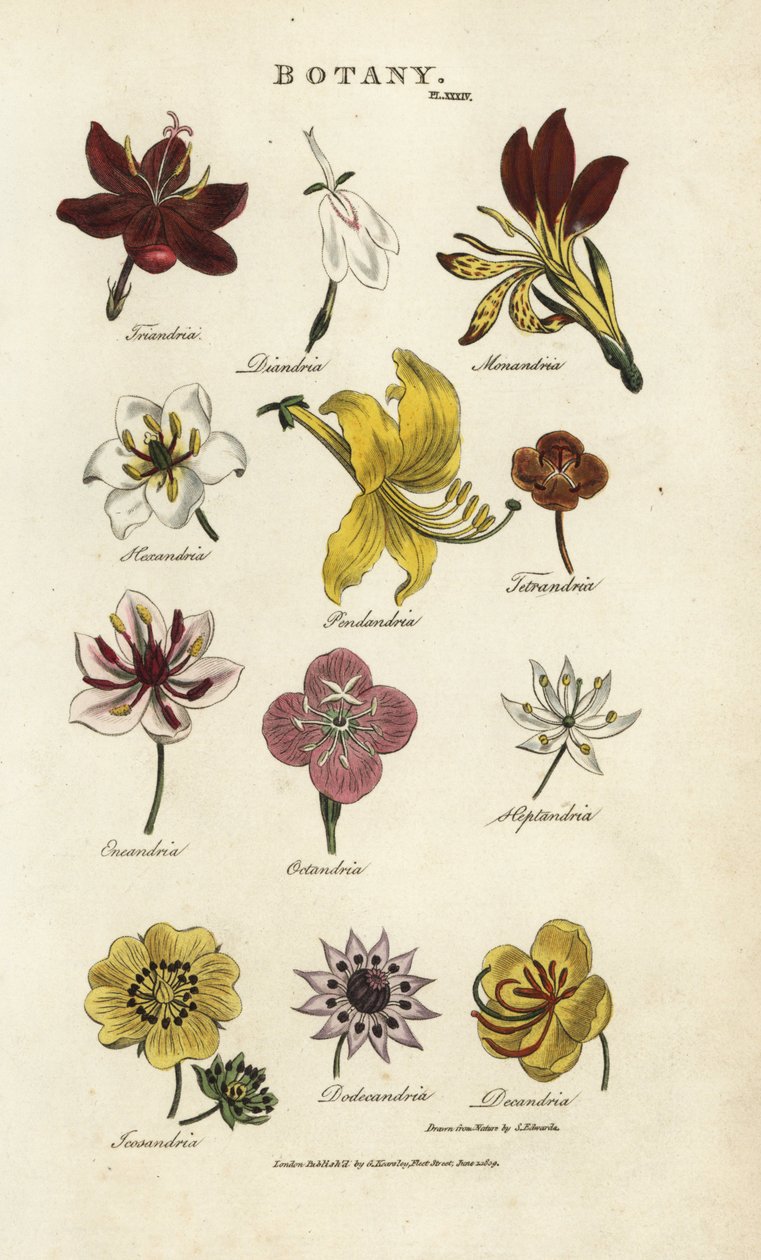 Typer av blommor: Triandria, Diandria, Haskatria, Pendandria, Tetrandria, etc. Handkolorerad kopparstick efter Sydenham Edwards från John Mason Good