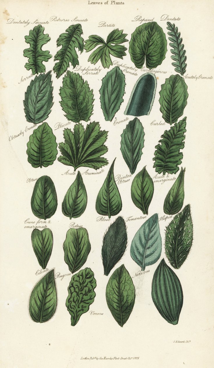 Typer av blad av växter. Handfärgad kopparstick efter Sydenham Edwards från John Mason Goods Pantologia, a New Encyclopedia, G. Kearsley, London av Sydenham Teast Edwards