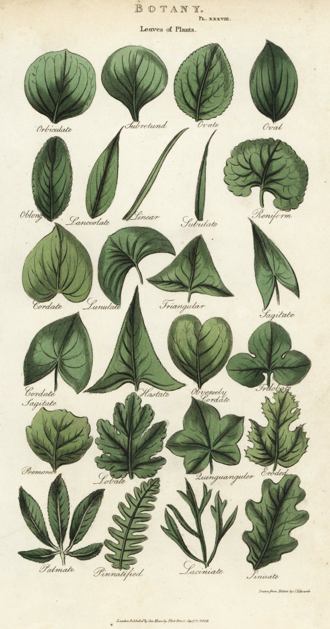 Typer av blad av växter. Handfärgad kopparstick efter Sydenham Edwards från John Mason Goods Pantologia, a New Encyclopedia, G. Kearsley, London av Sydenham Teast Edwards