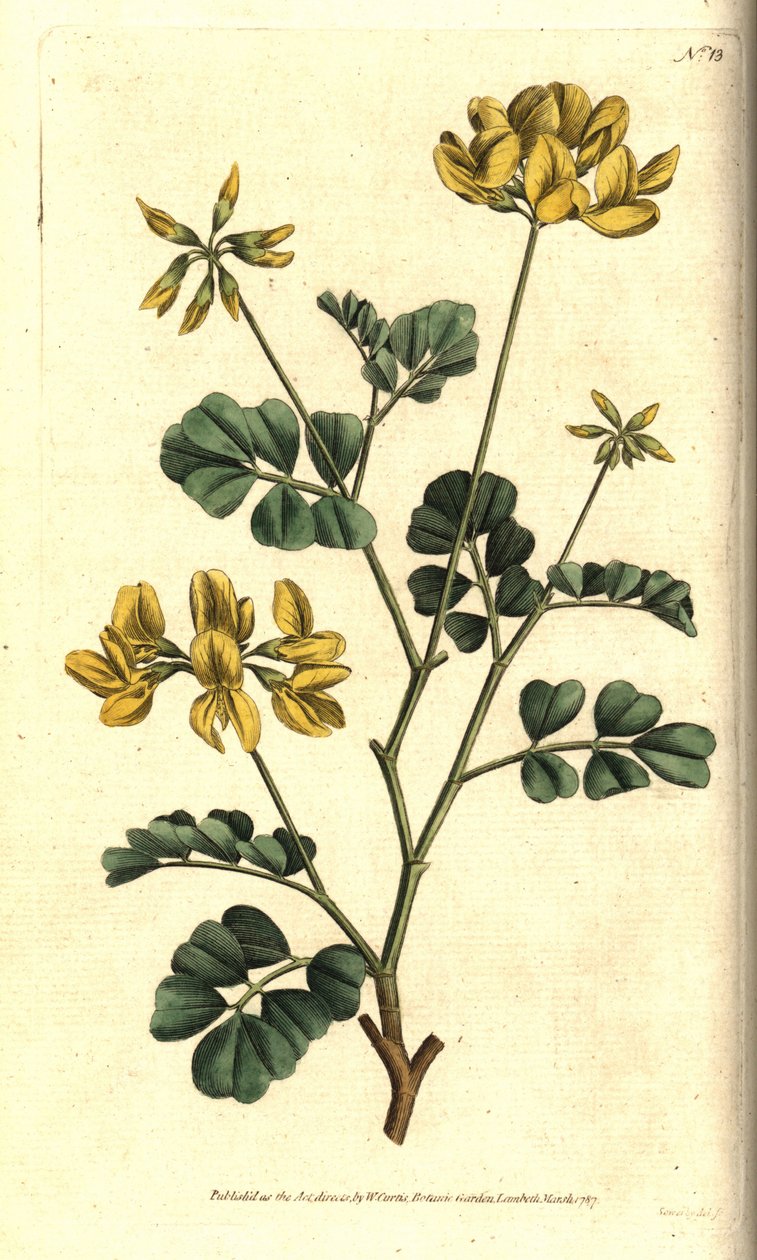 Valencia Coronilla - Scorpion Vicker, Coronilla valentina subsp. glauca (Sjögrön eller dagluktande coronilla, Coronilla glauca). Handkolorerad kopparstick efter en botanisk illustration av Sydenham Edwards från William Curtis