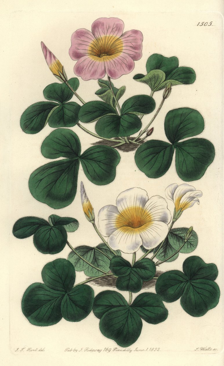 Variabel oxalis, Oxalis variabilis (Oxalys purpurea). Handkolorerad kopparstick av S. Watts efter illustration av J.T. Hart från Sydenham Edwards