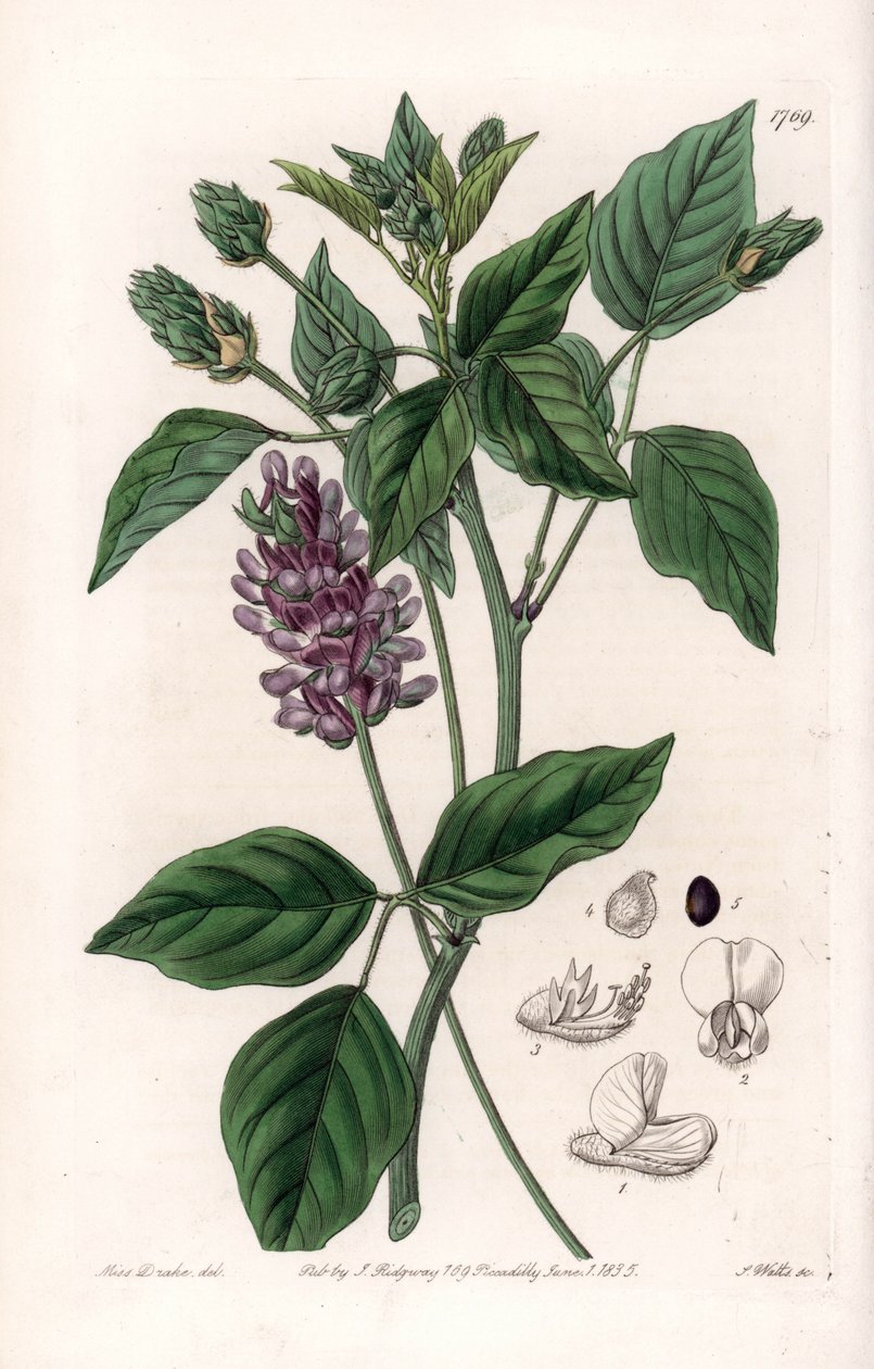 Variete de Psoralea - Graverad tavla av S.Watts, från en illustration av Sarah Anne Drake (1803-1857), från Botanical Register of Sydenham Edwards (1768-1819), England av Sydenham Teast Edwards