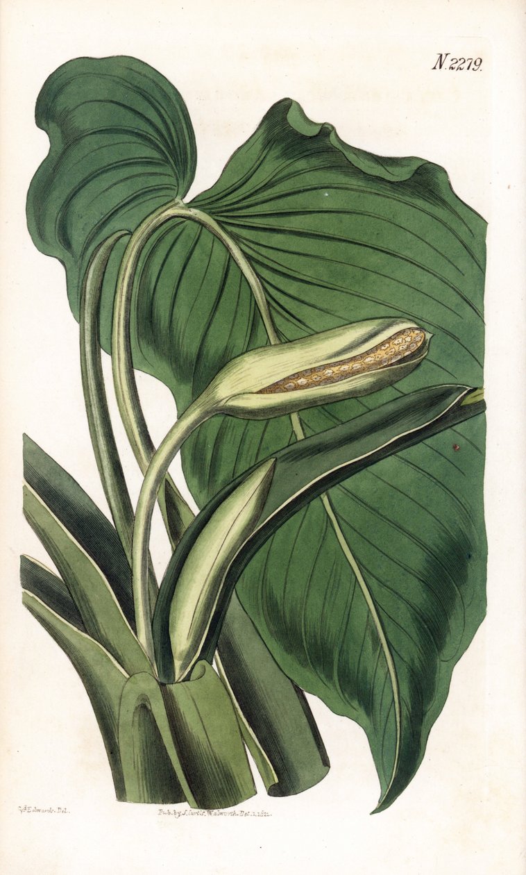 Variete de calla ou arum - Aromatisk calla, Homalomena aromatica (Calla aromatica). Handfärgad kopparstick av Weddell efter en illustration av Sydenham Edwards från Samuel Curtis "" Botanical Magazine,"" London av Sydenham Teast Edwards