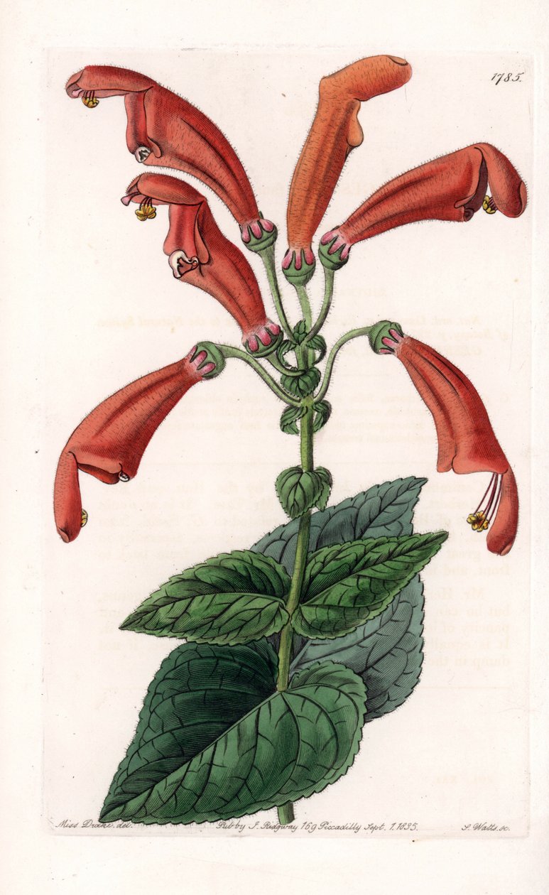 Variete de gesneria, en blomma i rör - Plåt graverad av S.Watts, baserad på en illustration av Sarah Anne Drake (1803-1857), från Botanical Register of Sydenham Edwards (1768-1819), England av Sydenham Teast Edwards