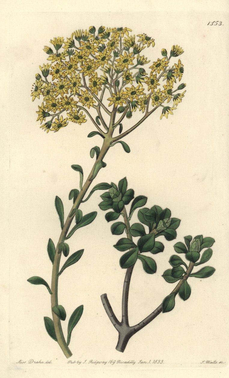 Variete de joubarb - Villous houseleek, Sempervivum villosum. Handkolorerad kopparstick av S. Watts efter en illustration av Miss Sarah Drake från Sydenham Edwards