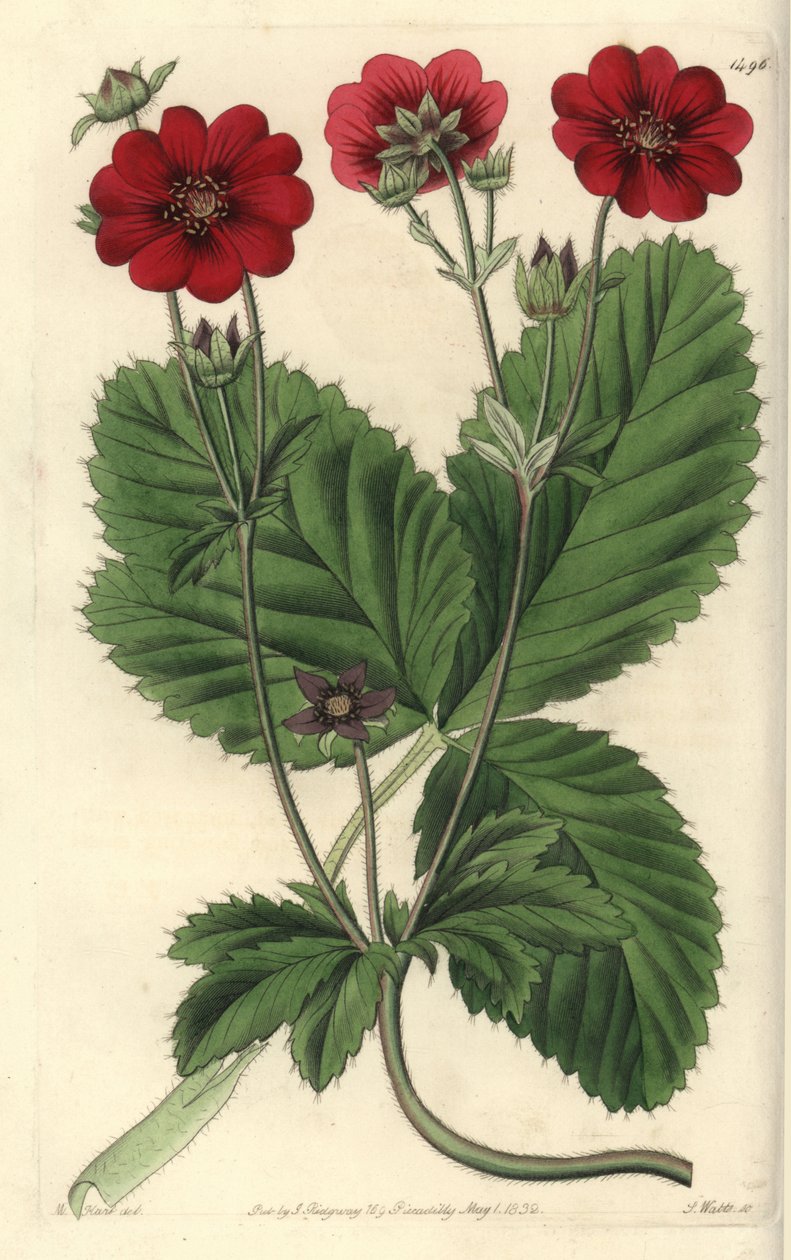 Sort av Cinquefoil - Russells potentilla, Potentilla russelliana. Handkolorerad kopparstick av S. Watts efter en illustration av M. Hart från Sydenham Edwards