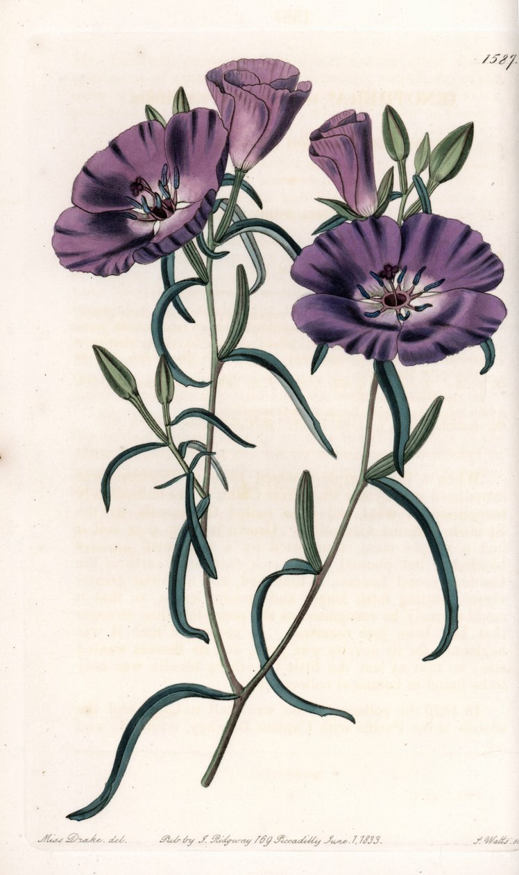 Variete of Clarkia, infödd i Sydamerika Graverad av S.Watts, från en illustration av Sarah Anne Drake (1803-1857), från Botanical Register of Sydenham Edwards (1768-1819), England av Sydenham Teast Edwards
