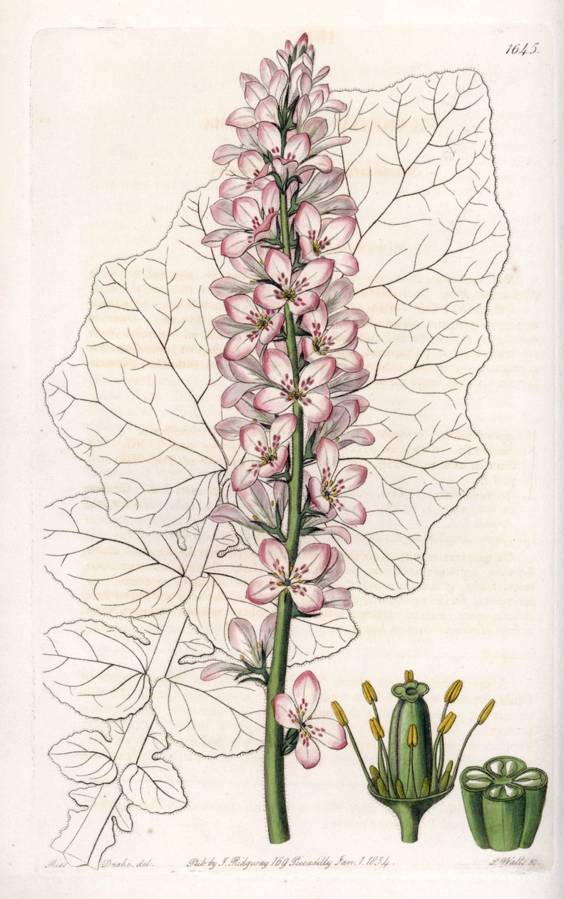 Variant av Francoa med mjölkblad, endemisk i Chile - graverad av S.Watts, efter en illustration av Sarah Anne Drake (1803-1857), från Botanical Register of Sydenham Edwards (1768-1819), England. av Sydenham Teast Edwards