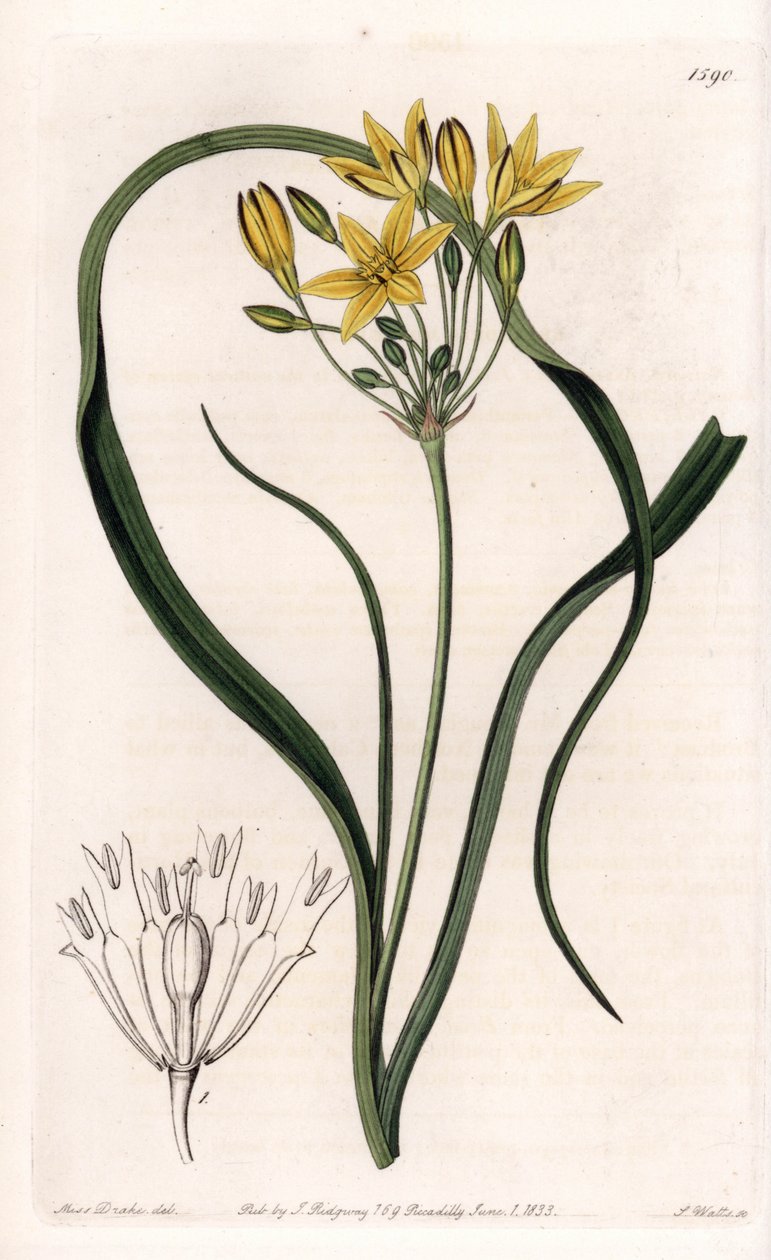 Variete of Triteleia eller brodeleia, med gula blommor, hemma i Kalifornien - Plåt graverad av S.Watts, från en illustration av Sarah Anne Drake (1803-1857), från Botanical Register of Sydenham Edwards (1768-1819), England av Sydenham Teast Edwards