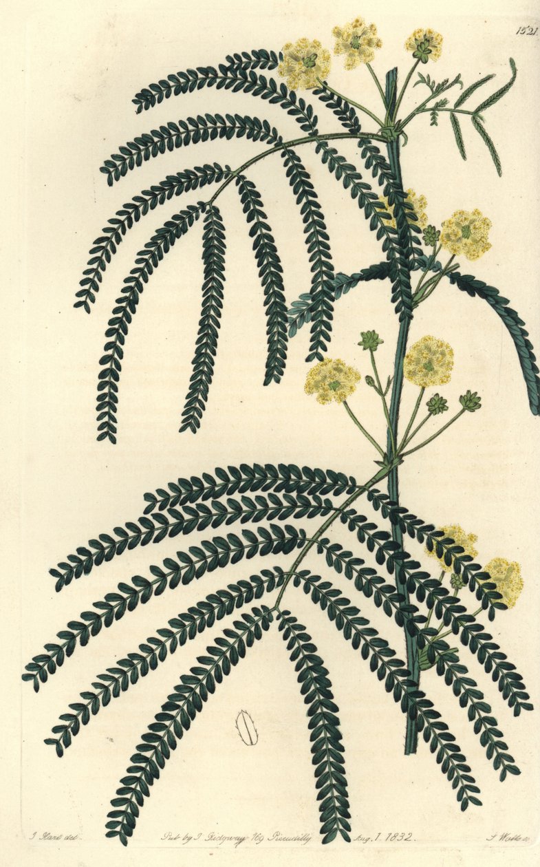 Sort av akacia (eller kassier) - Ormbunkebladig akacia, Acacia pentadenia. Handfärgad kopparstick av S. Watts efter en illustration av J. Hart från Sydenham Edwards