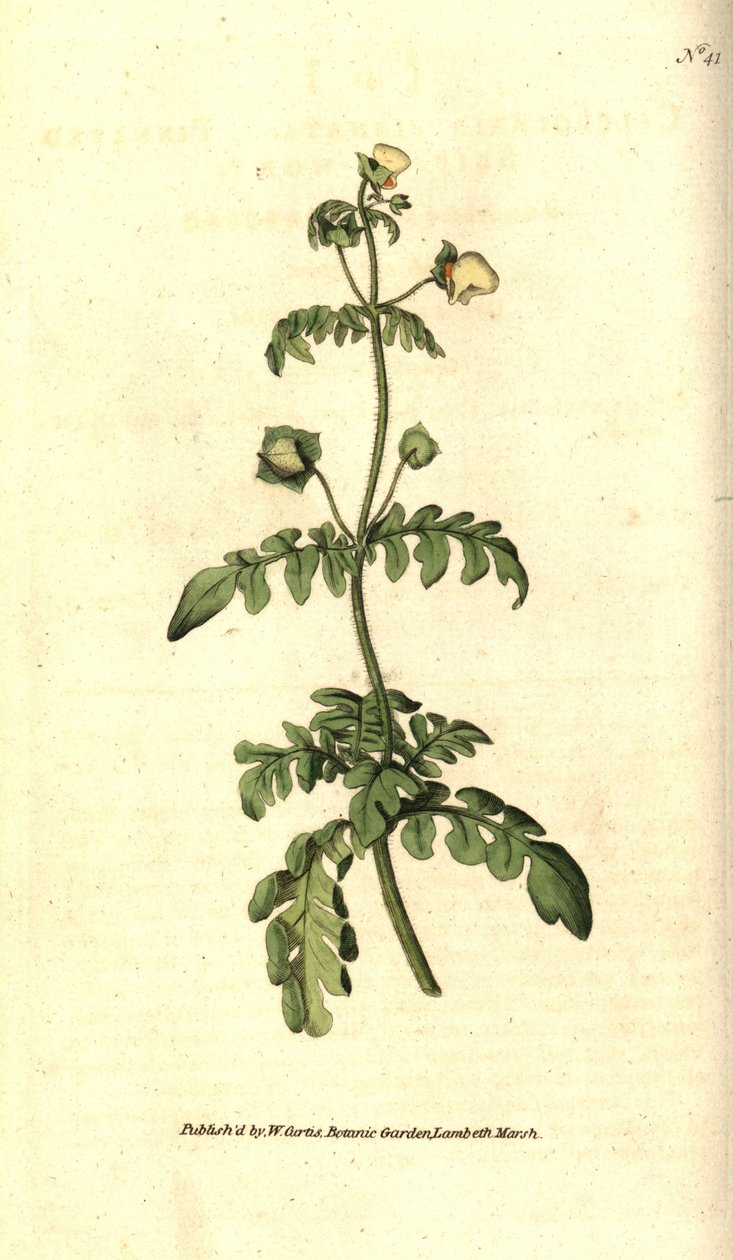Variety av calceolar - Pinnat toffelört, Calceolaria pinnata. Handkolorerad kopparstick efter en botanisk illustration av James Sowerby från William Curtis