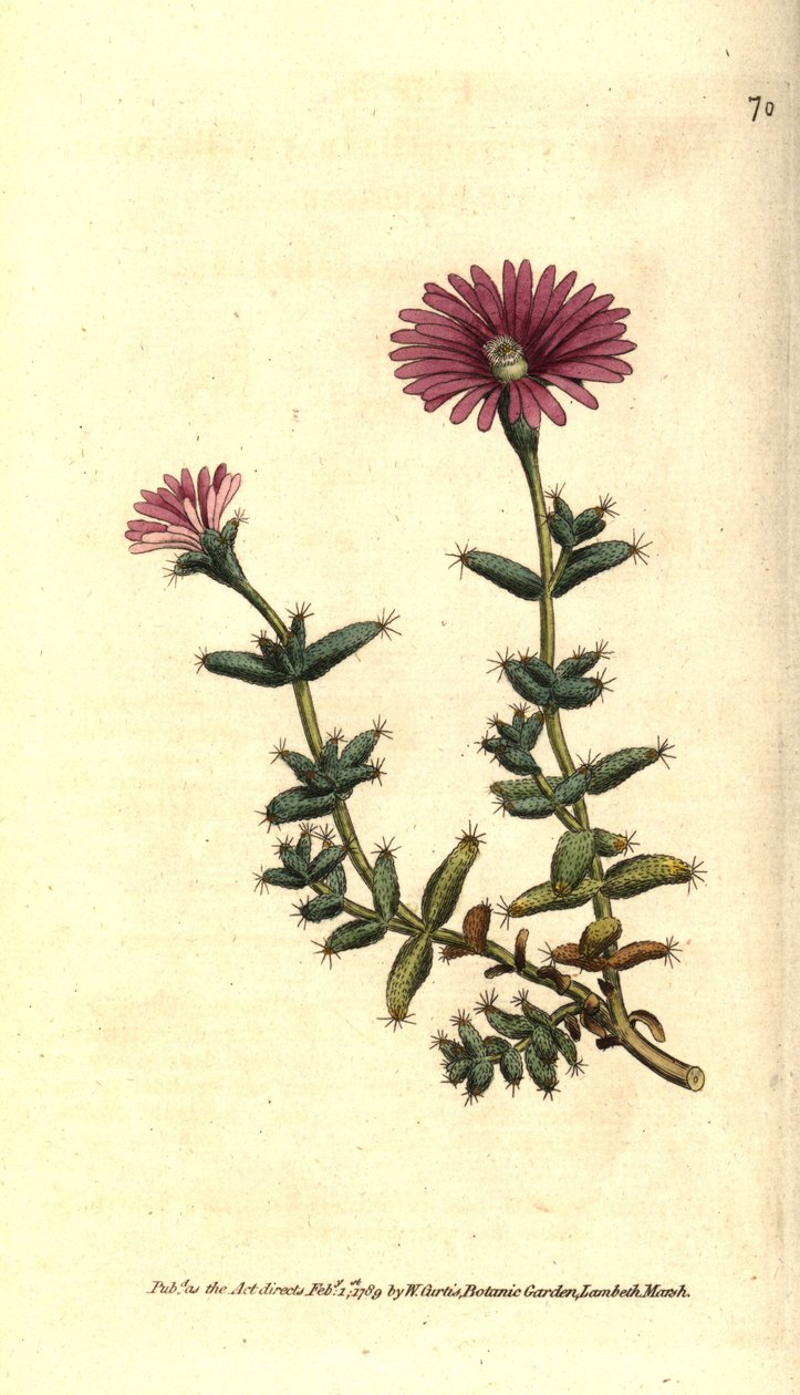 Variety of ficoid - Skäggig fikonblomma, Mesembryanthemum barbarum. Handkolorerad kopparstick efter en botanisk illustration från William Curtis The Botanical Magazine, Lambeth Marsh, London av Sydenham Teast Edwards