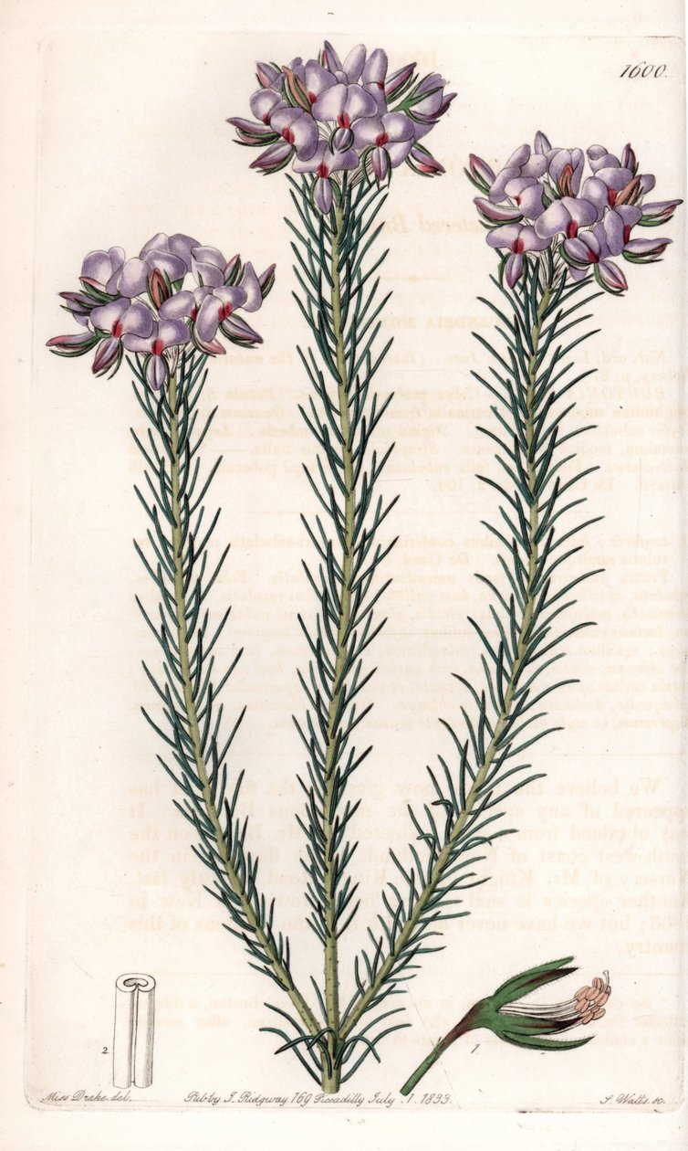 Variety av gompholobium (familj av baljväxter), hemma i Australien - Plåt graverad av S.Watts, från en illustration av Sarah Anne Drake (1803-1857), från Botanical Register of Sydenham Edwards (1768-1819), England av Sydenham Teast Edwards