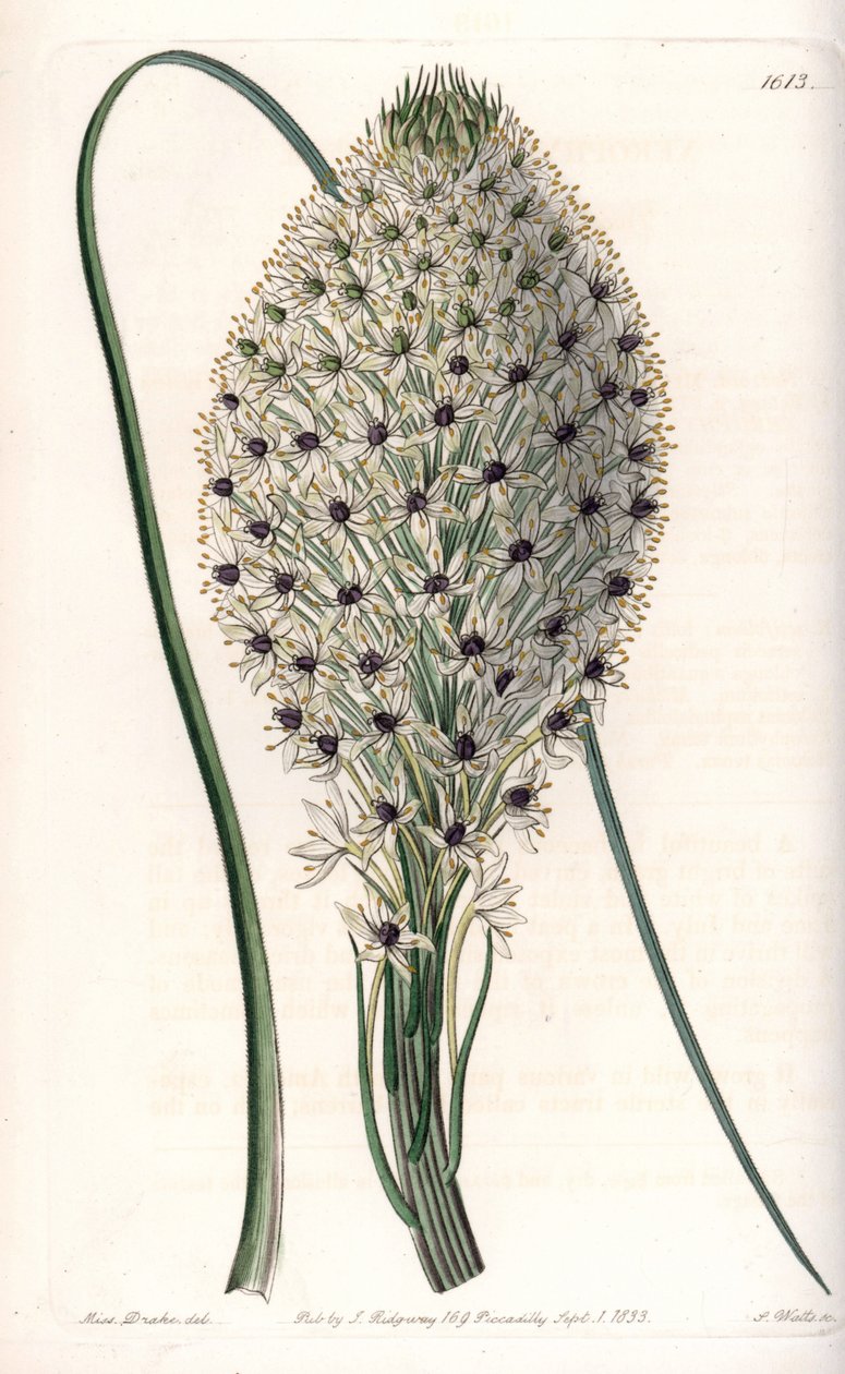 Variety of liliacee (Helonias asphodeloides) - Graverad av S.Watts, från en illustration av Sarah Anne Drake (1803-1857), från Botanical Register of Sydenham Edwards (1768-1819), England av Sydenham Teast Edwards