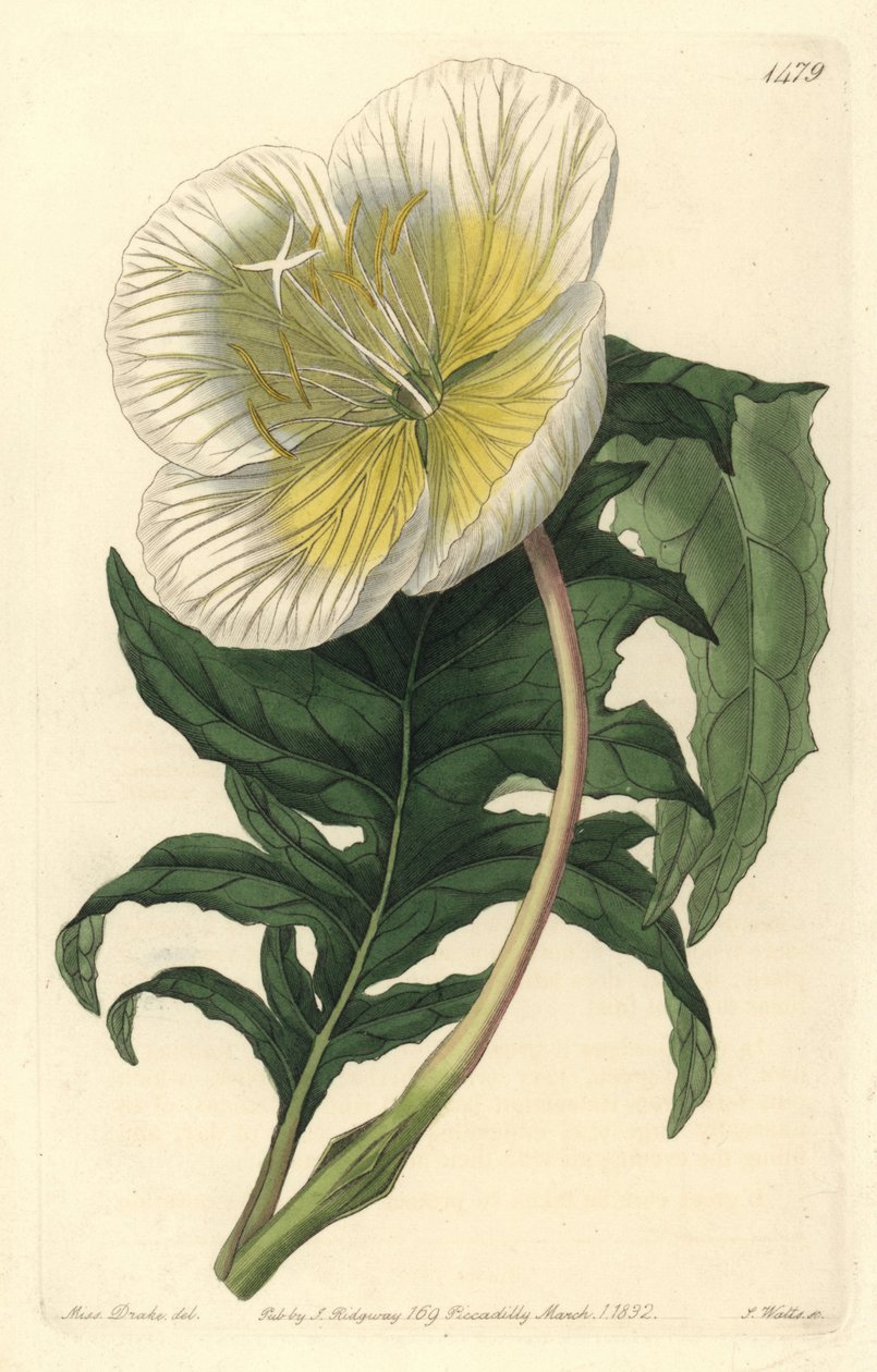 Variation av oenothere eller gräs med åsnor eller nattljus - Vit upprätt nattljus, Oenothera anisoloba. Handfärgad kopparstick av S. Watts efter en illustration av Sarah Drake från Sydenham Edwards