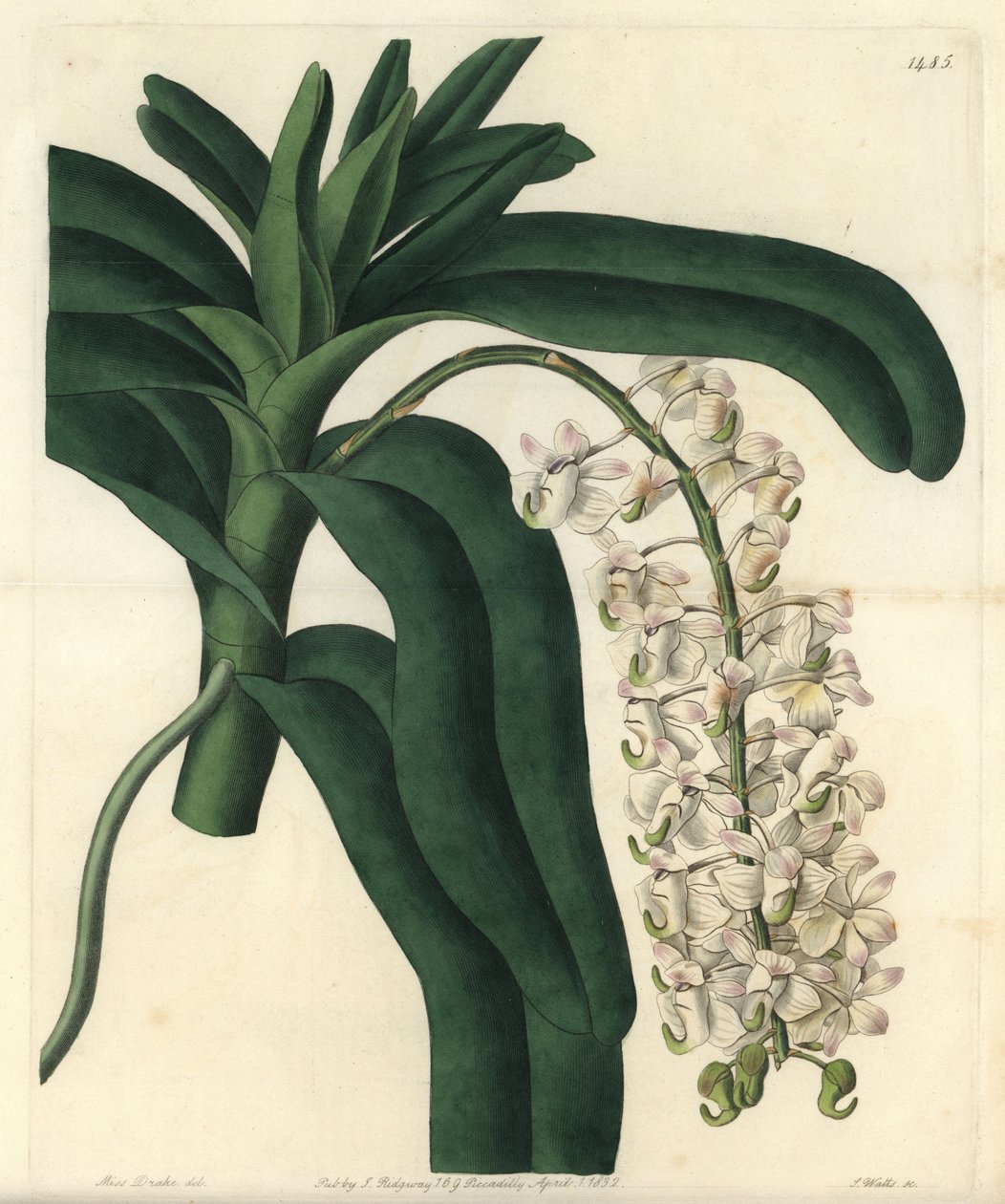 Variety av orkidé epidendrum, känd som jamaicansk salva - Fox borste orkidé eller hornblommiga luftväxt, Aerides cornutum. Handfärgad kopparstick av S. Watts efter en illustration av Sarah Drake från Sydenham Edwards