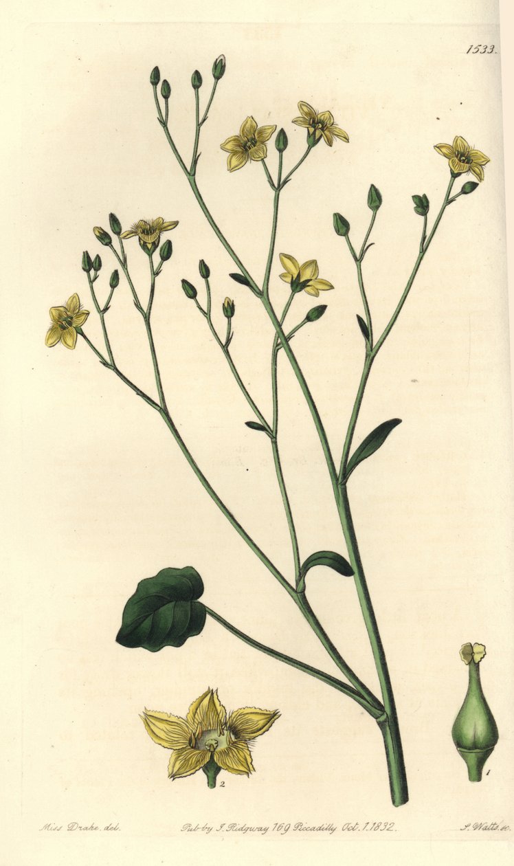 Variety av villarsia, endemisk till Australien - Ornduffia reniformis (Njurbladiga villarsia, Villarsia reniformis). Handkolorerad kopparstick av S. Watts efter en illustration av Miss Sarah Drake från Sydenham Edwards