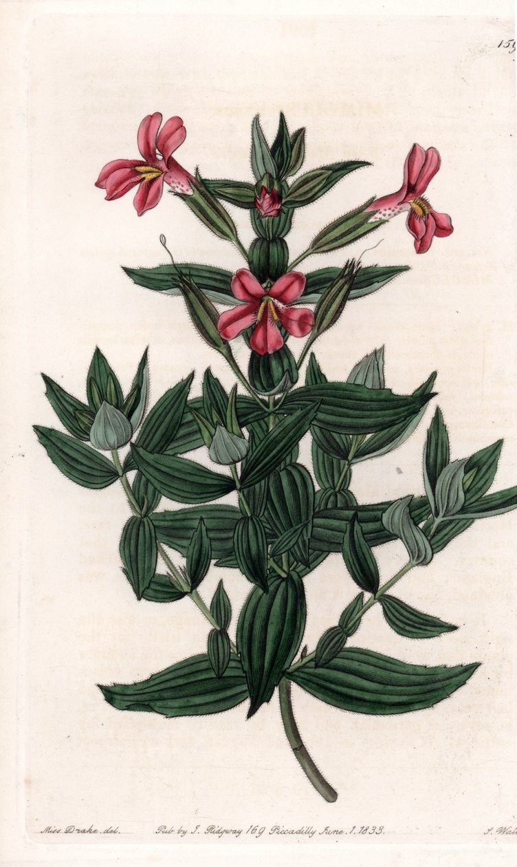 Variation av mimuler (apa eller myskblomma) Graverad tavla av S.Watts, från en illustration av Sarah Anne Drake (1803-1857), från Botanical Register of Sydenham Edwards (1768-1819), England av Sydenham Teast Edwards