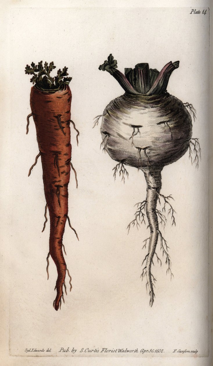 Grönsaksrötter: morot och kålrot. Färgad kopparstick, illustration av Sydenham Edwards (1768-1819) för Conferences of Botanical, Botanical Garden of Lambeth (England) av Sydenham Teast Edwards