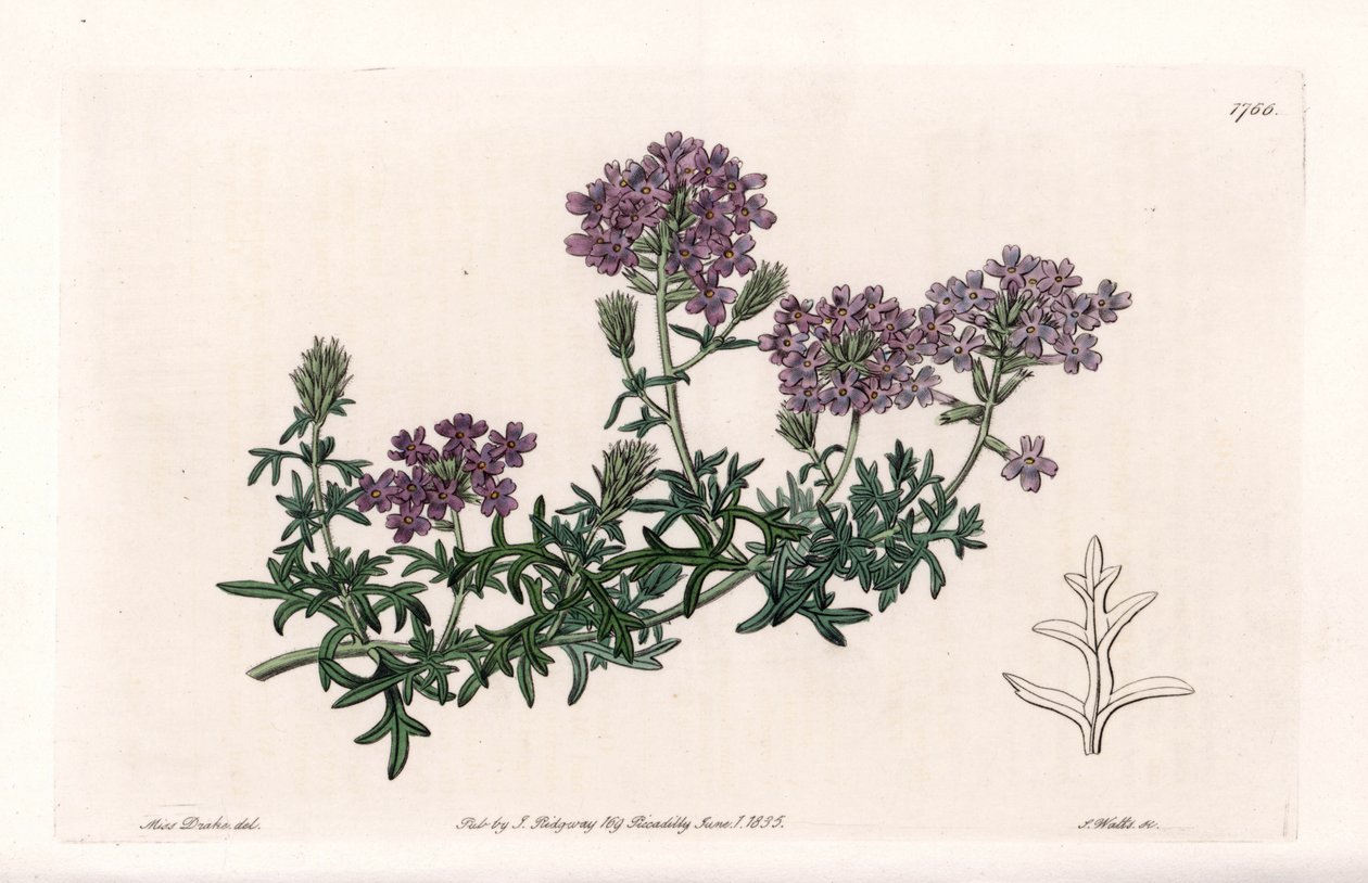 Verbena multifide - graverad av S. Watts, från en illustration av Sarah Anne Drake (1803-1857), från Botanical Register of Sydenham Edwards (1768-1819), England av Sydenham Teast Edwards