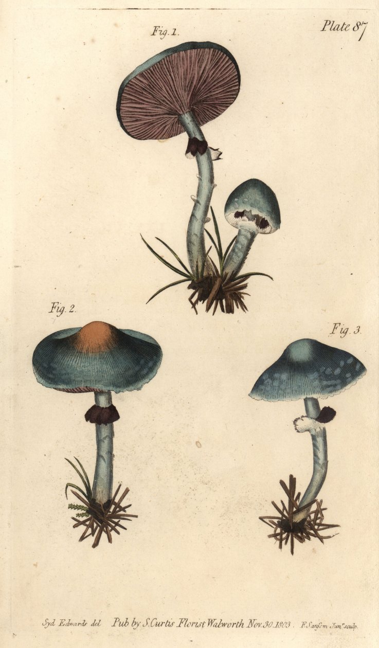 Verdigris-svamp eller ärgsvamp, Stropharia aeruginosa, Svampar, Cryptogamia. Handkolorerad kopparstick av F. Sansom av en botanisk illustration av Sydenham Edwards för William Curtis