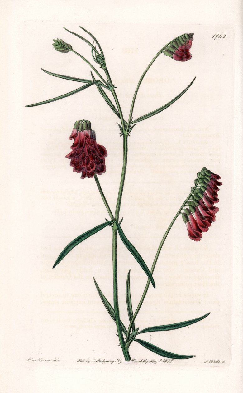 Vesces Variete - Plåt graverad av S.Watts, från en illustration av Sarah Anne Drake (1803-1857), från Botanical Register of Sydenham Edwards (1768-1819), England av Sydenham Teast Edwards