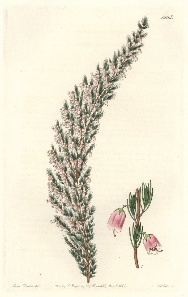 Vesicular Epiary, ursprungligen från Europa - Water forte av S. Watts från en illustration av Sarah Anne Drake (1803-1857), från Botanical Register av Sydenham Teast Edwards