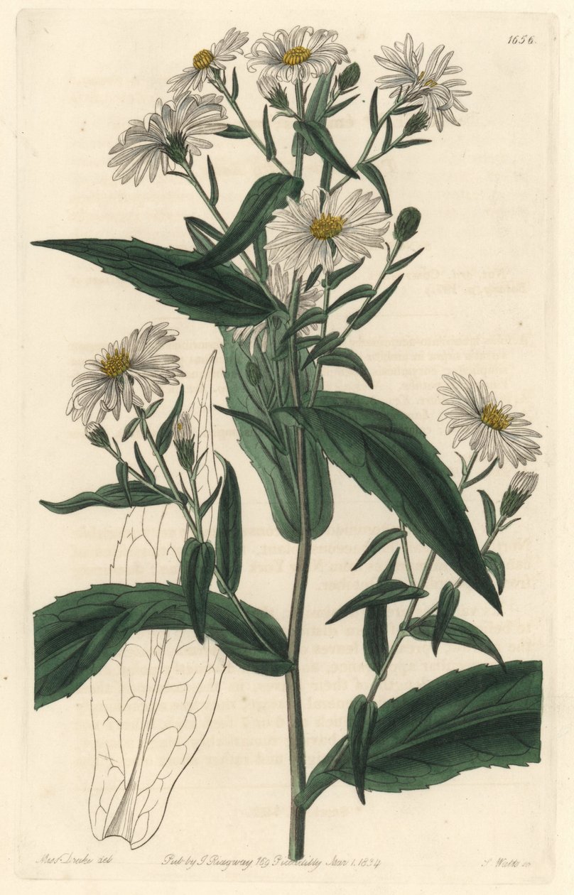 Virgine Aster eller Harvester - S. Watts Strong Water från en illustration av Sarah Anne Drake (1803-1857), från det botaniska registret av Sydenham Teast Edwards
