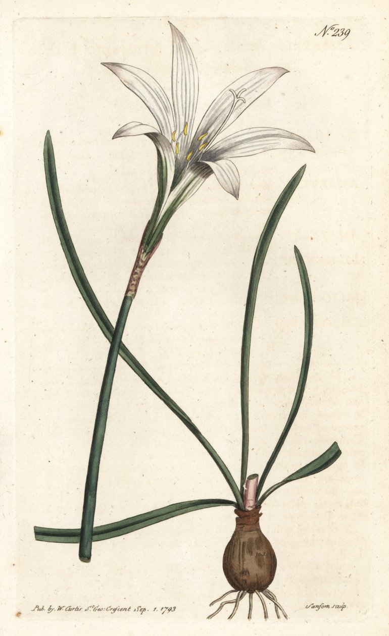 Virginia Amaryllis - Atamasco-lilja, Zephyranthes atamasco (Amaryllis atamasco) - Handkolorerad kopparstick av Sansom efter en illustration av Sydenham Edwards från William Curtis