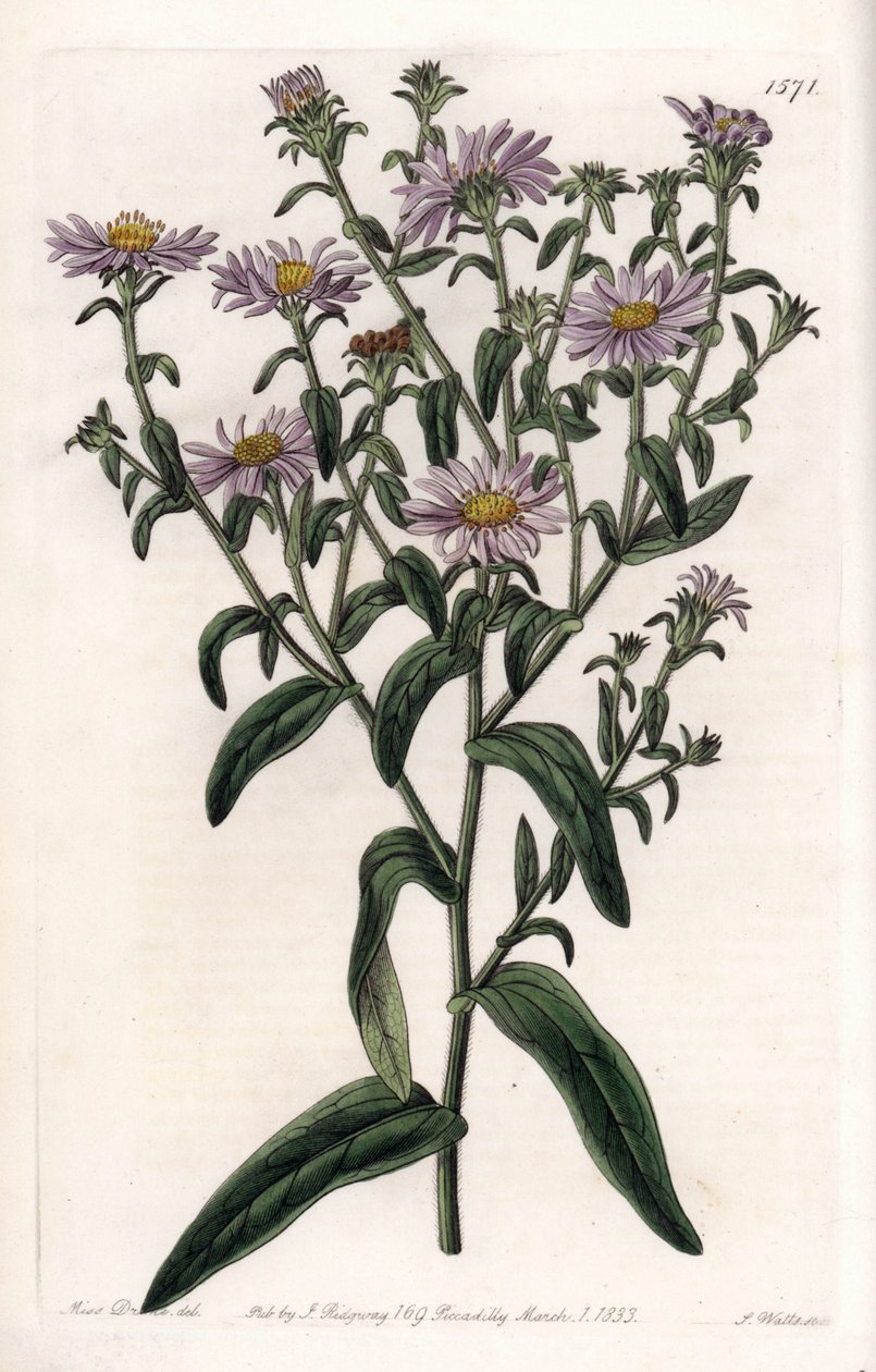 Virginia Aster or Harvester - Plåt graverad av S.Watts, från en illustration av Sarah Anne Drake (1803-1857), från Botanical Register of Sydenham Edwards (1768-1819), England av Sydenham Teast Edwards