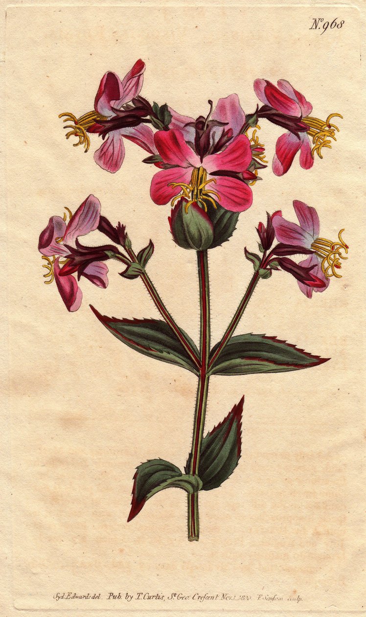 Virginia rhexia, med lila och rosa blommor Virginian rhexia, med färgglada rosa och lila blommor. Rhexia virginica. Handfärgad kopparstick från en botanisk illustration av Sydenham Edwards från William Curtis "" Botanical Magazine"" 1790-1 av Sydenham Teast Edwards