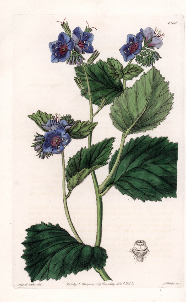 Viskös Phacelia - Plåt graverad av S.Watts, från en illustration av Sarah Anne Drake (1803-1857), från Botanical Register of Sydenham Edwards (1768-1819), England av Sydenham Teast Edwards