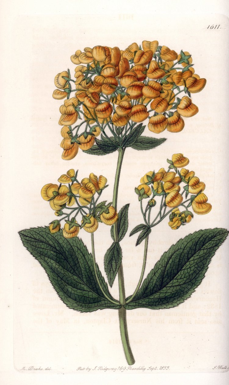Viskös calceolar (eller liten toffel) - Graverad tavla av S.Watts, från en illustration av Sarah Anne Drake (1803-1857), från Botanical Register of Sydenham Edwards (1768-1819), England av Sydenham Teast Edwards
