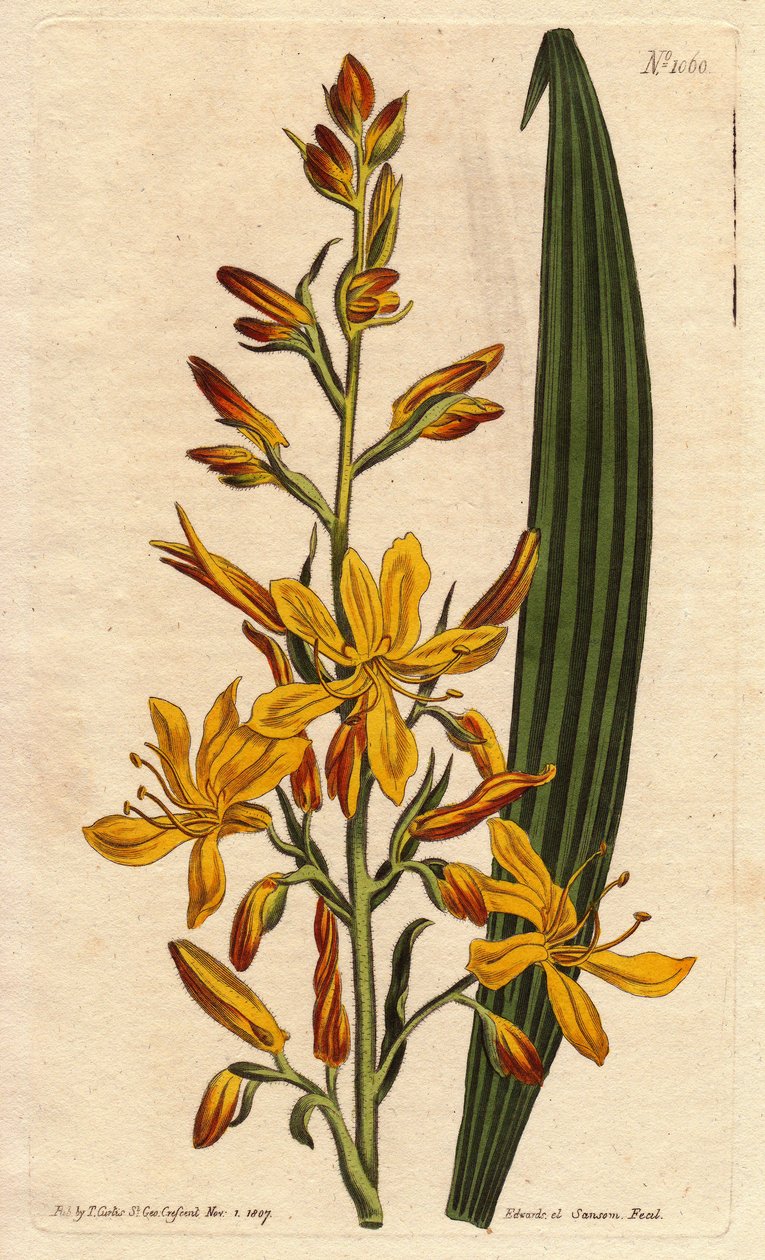 Wachendorfia (röd rot) har en stor gul och orange blomma i spetsen. Högblommande wachendorfia med gula och orange spetsade blommor. En infödd i Sydafrika. Wachendorfia thyrsiflora. Handkolorerad kopparstick från en botanisk illustration av Syd av Sydenham Teast Edwards