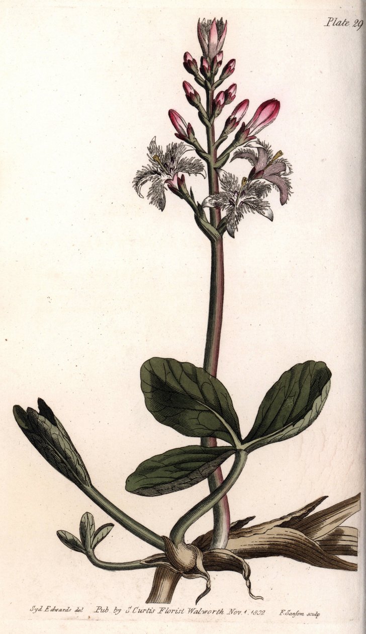 Water trefle eller menyanthe water trefle. Färgad kopparstick, illustration av Sydenham Edwards (1768-1819) för Conferences of Botanical, Botanical Garden of Lambeth (England) av Sydenham Teast Edwards
