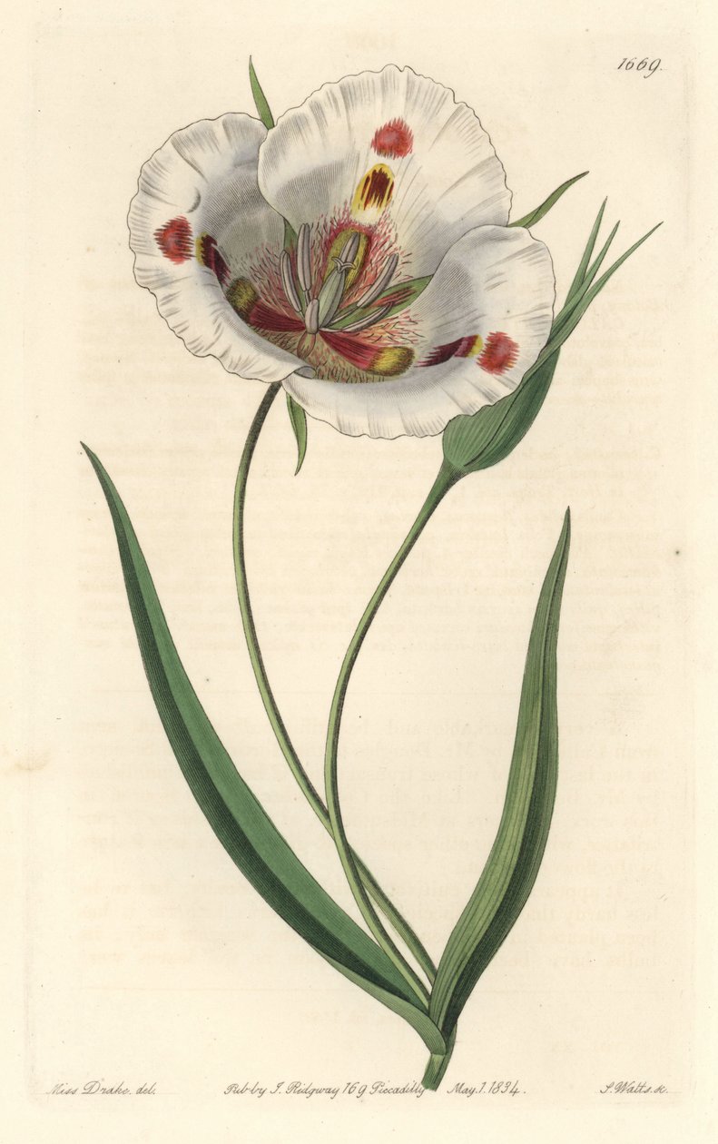 Vitblommig calochorte (mariposa), hemma i Kalifornien - Fläckig calochortus eller fjäril mariposa lilja, Calochortus venustus, hemma i Kalifornien - Handkolorerad kopparstick av S. Watts efter en illustration av Miss Drake, från Sydenham Edwa av Sydenham Teast Edwards