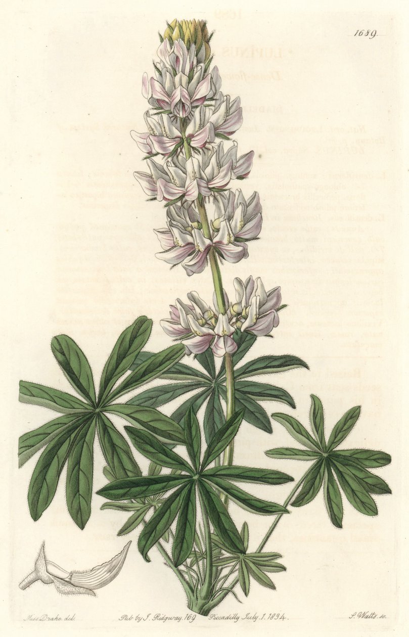 Vitblommig lupin (Lupinus microcarpus), hemma i Kalifornien - S. Watts starkt vatten från en illustration av Sarah Anne Drake (1803-1857), från det botaniska registret av Sydenham Teast Edwards