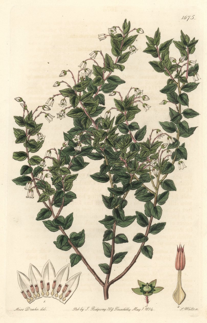 Vitblommig mucronee eller pernettya gaultherie - S. Watts starkt vatten från en illustration av Sarah Anne Drake (1803-1857), från det botaniska registret av Sydenham Teast Edwards