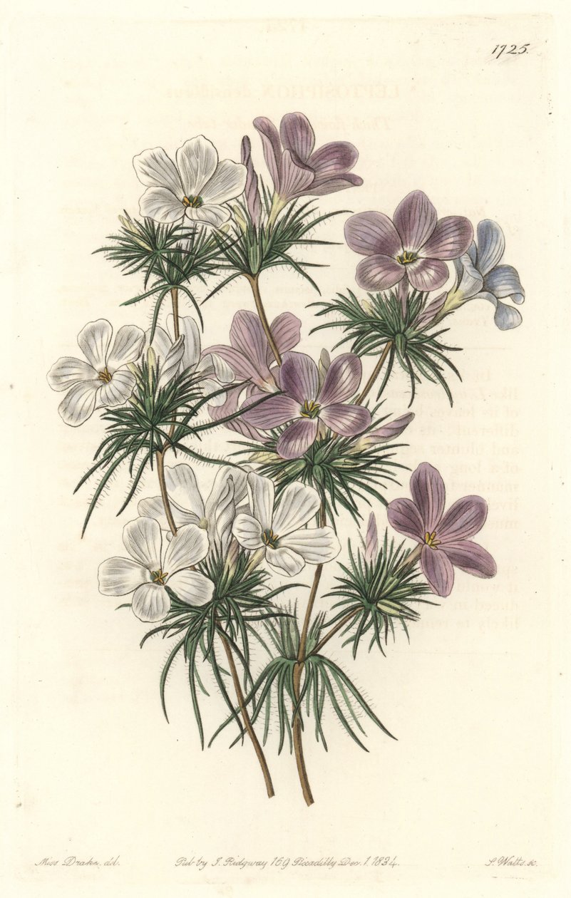 White and Purple Leptosiphon - Strong Water av S. Watts från en illustration av Sarah Anne Drake (1803-1857), från Botanical Register av Sydenham Teast Edwards