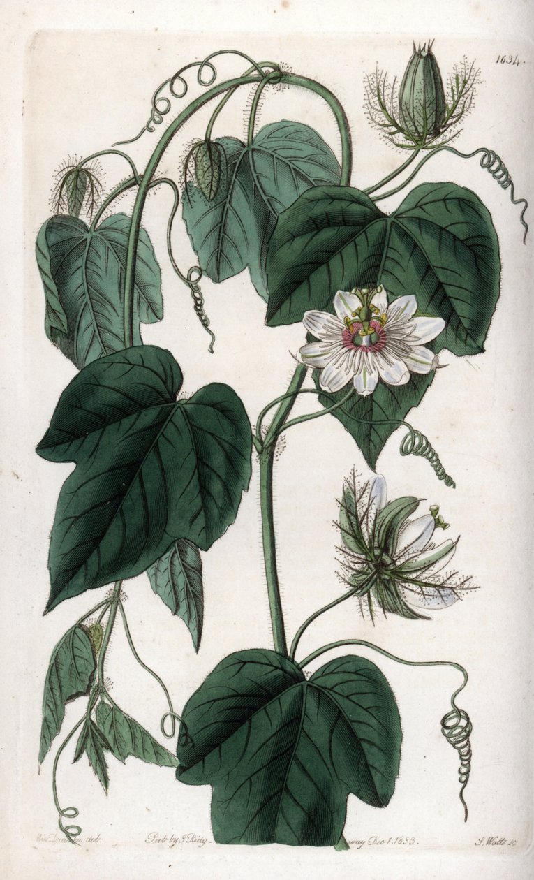 White flower passionflower - Graverad tavla av S.Watts, från en illustration av Sarah Anne Drake (1803-1857), från Botanical Register of Sydenham Edwards (1768-1819), England av Sydenham Teast Edwards