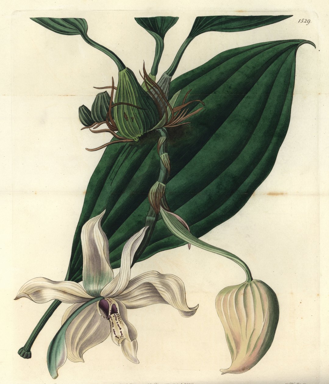 Vit orkidévariete - Stanhopea grandiflora orchid (Elfenbensläppad stanhopea, Stanhopea eburnea). Kopparstick av S. Watts efter en illustration av Miss Jane Edwards från Sydenham Edwards