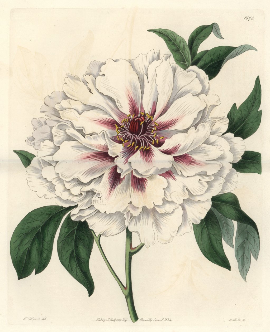 White shrub pion - Strong water av S. Watts från en illustration av Thomas Allport (1804-1879), från Botanical Register av Sydenham Teast Edwards
