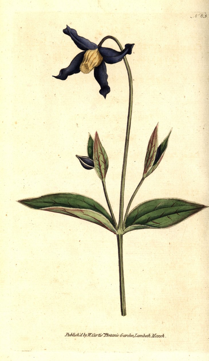 Helbladsklematit - helbladig klematis eller jungfrustrå, Clematis integrifolia. Handkolorerad kopparstick efter en botanisk illustration från William Curtis The Botanical Magazine, Lambeth Marsh, London av Sydenham Teast Edwards