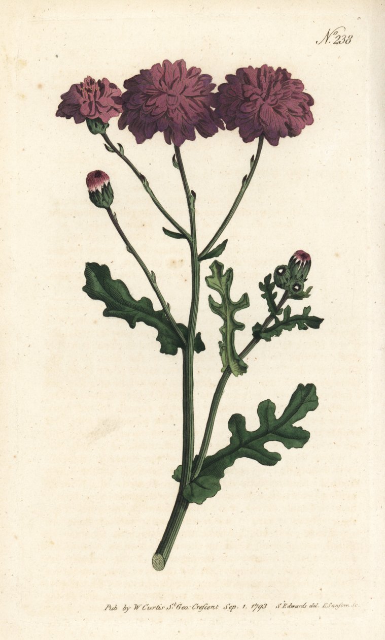 Vild cineraire - Lila jordsel eller ragwort, Senecio elegans. Handfärgad kopparstick av Sansom efter en illustration av Sydenham Edwards från William Curtis