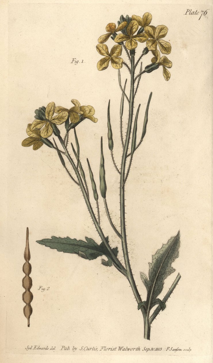 Vild rädisa, Raphanus raphanistrum, Siliquosa. Handkolorerad kopparstick av F. Sansom av en botanisk illustration av Sydenham Edwards för William Curtis