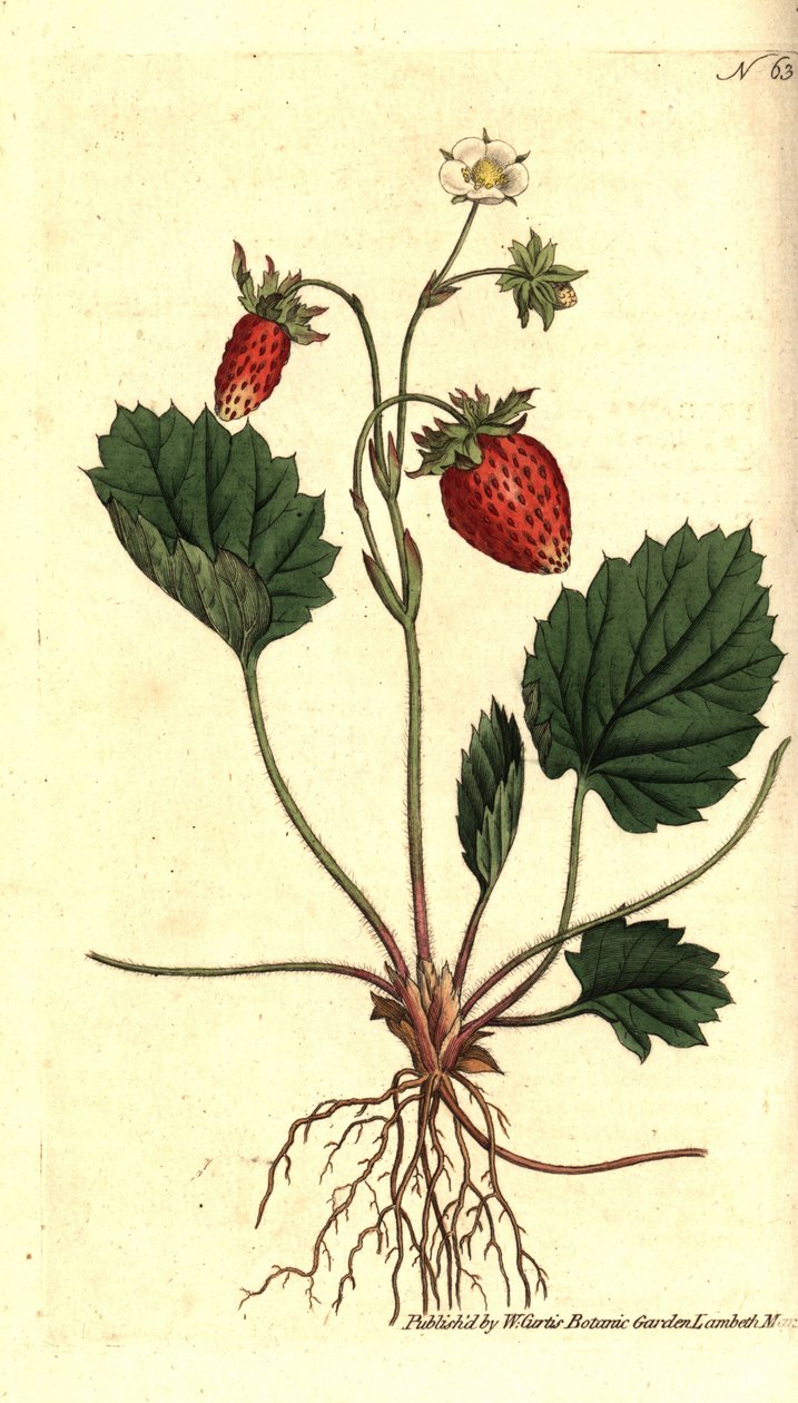 Vildsmultron, Fragaria vesca (Enbladig jordgubbe eller jordgubbe från Versailles, Fragaria monophylla). Handkolorerad kopparstick efter en botanisk illustration från William Curtis The Botanical Magazine, Lambeth Marsh, London av Sydenham Teast Edwards