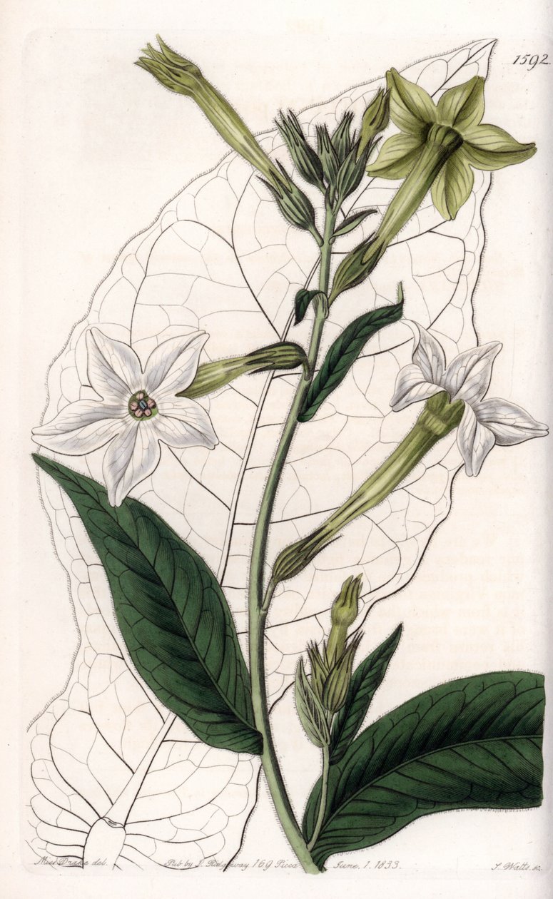 Vingtobak eller prydnadstobak - Tallrik graverad av S.Watts, från en illustration av Sarah Anne Drake (1803-1857), från Botanical Register of Sydenham Edwards (1768-1819), England av Sydenham Teast Edwards